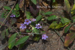 Dyschoriste depressa